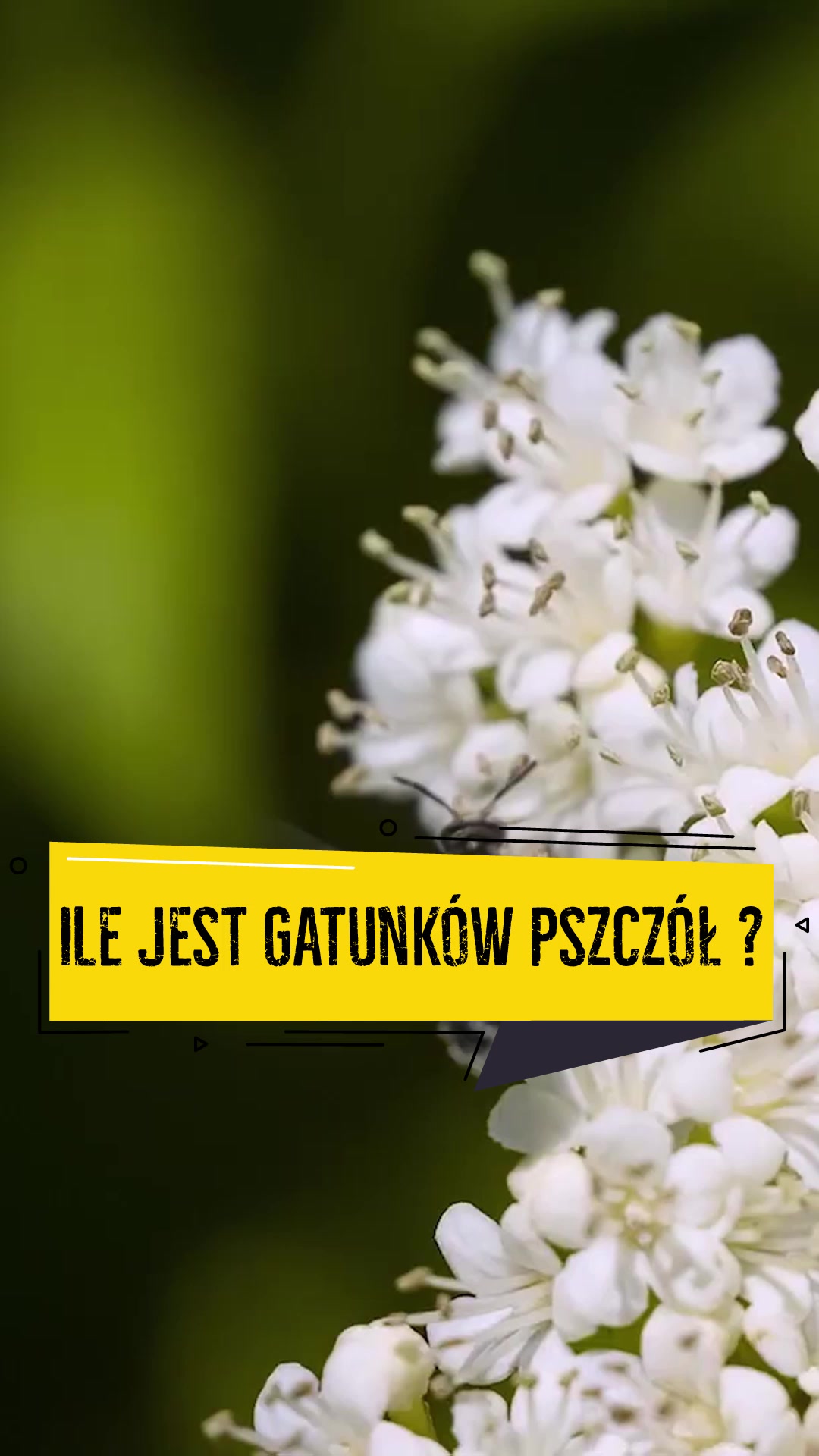 Ile jest gatunków pszczół?
