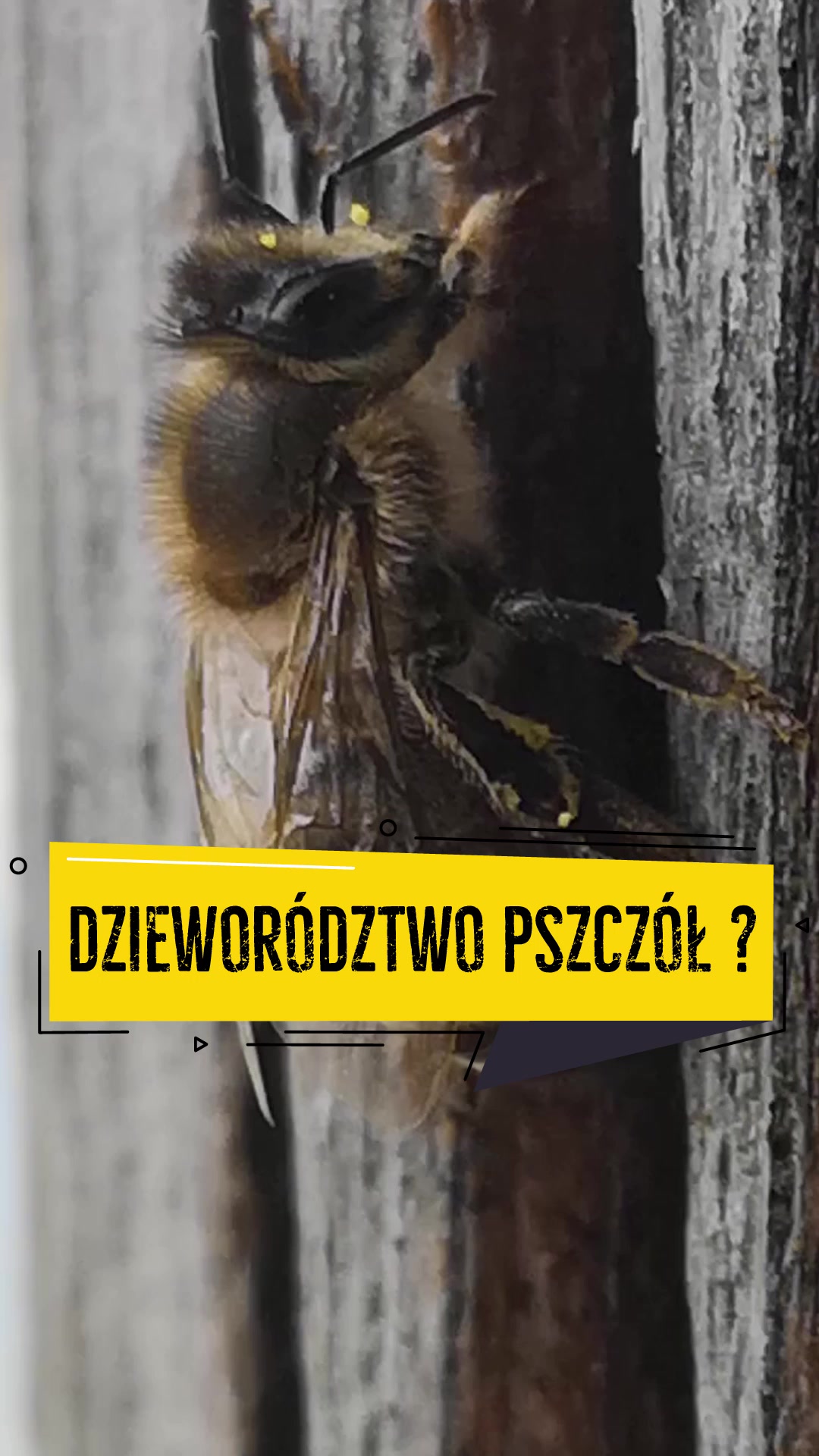 Dzieworództwo pszczół
